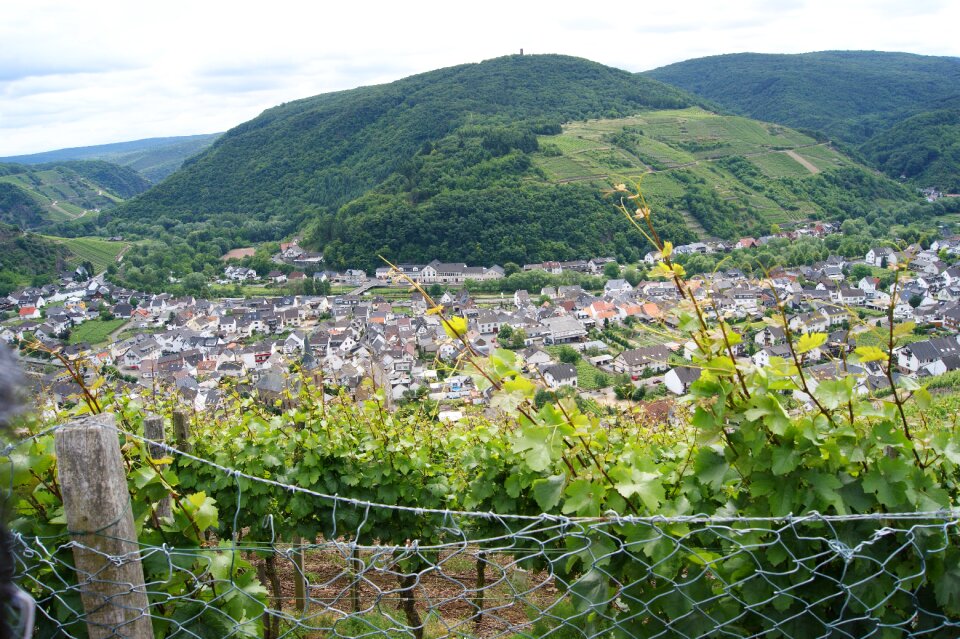 Dernau ahr valley wine