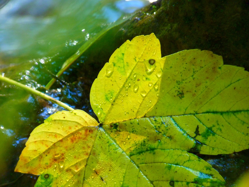 Autumn water yellow