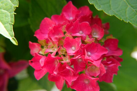 Flowers red nature