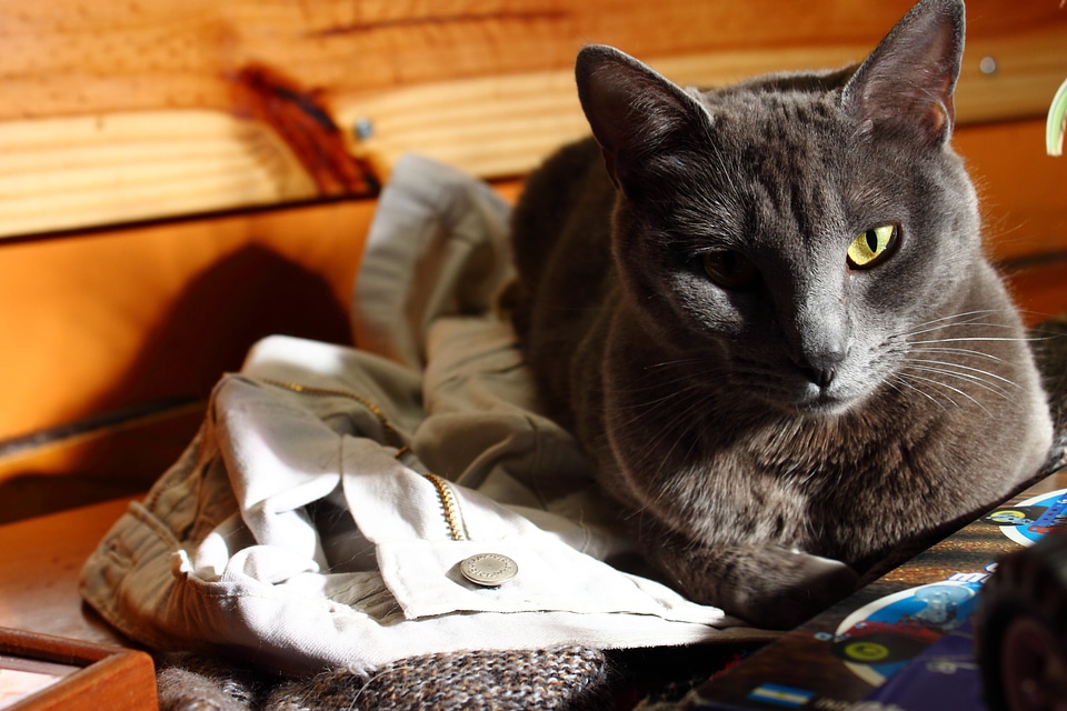 Animal feline grey