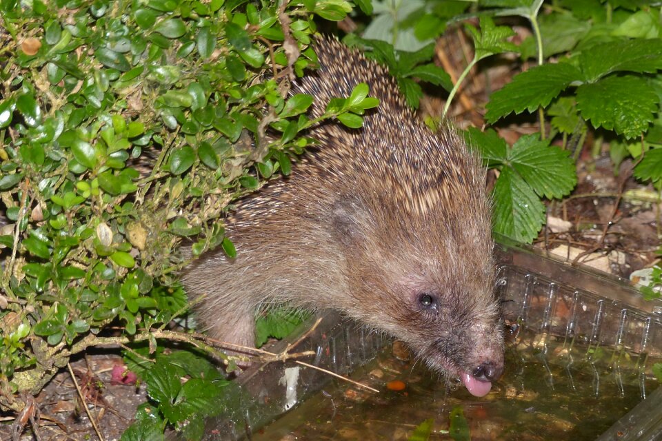 Night photograph prickly thirsty