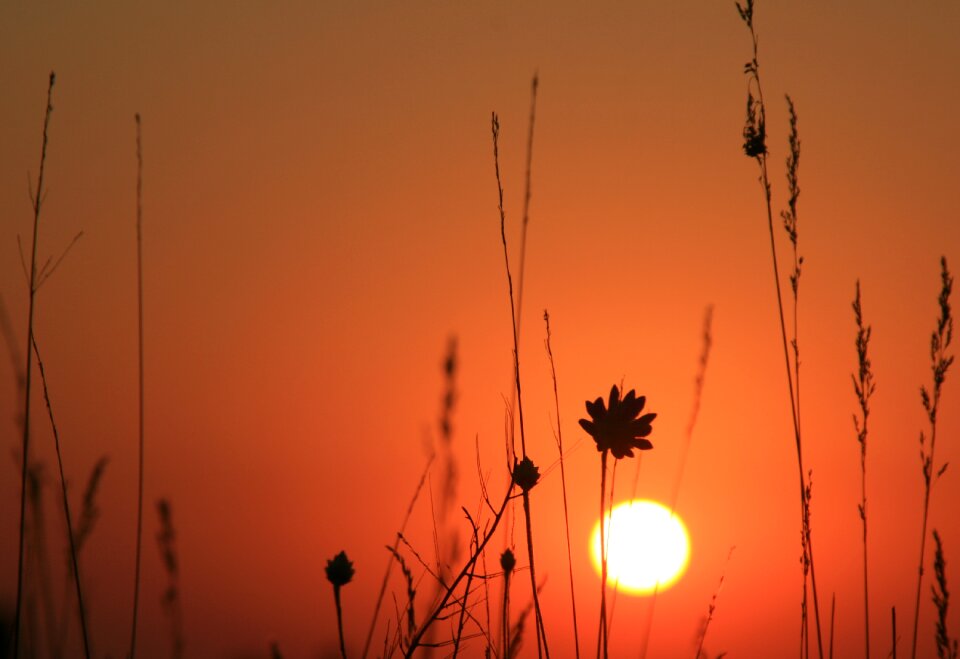 Flowers red sky