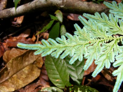 Outdoor pa garden