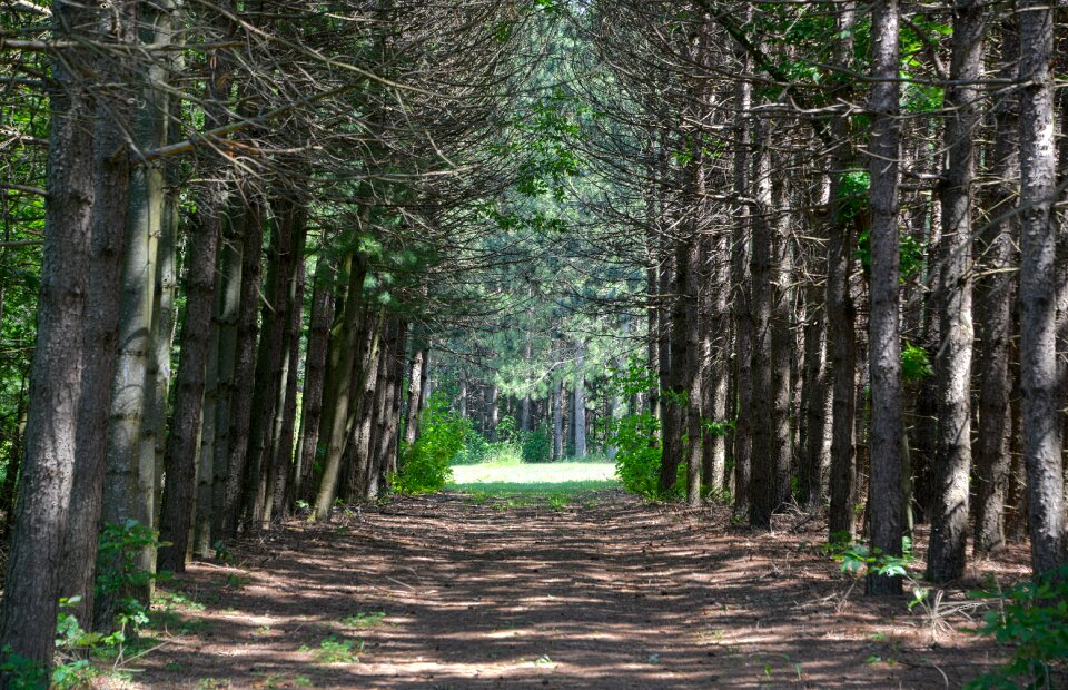 Green path scenic photo