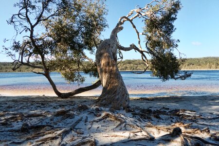 Brown lake roots trunk