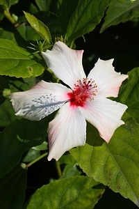 Plant nature foliage