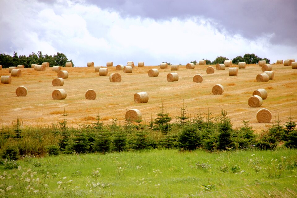 Straw cereals round bales