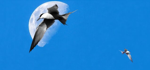 Blue sky seagull day