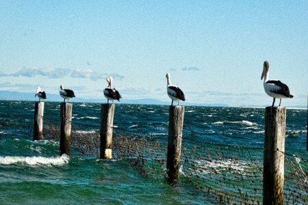 Surf nature roosts