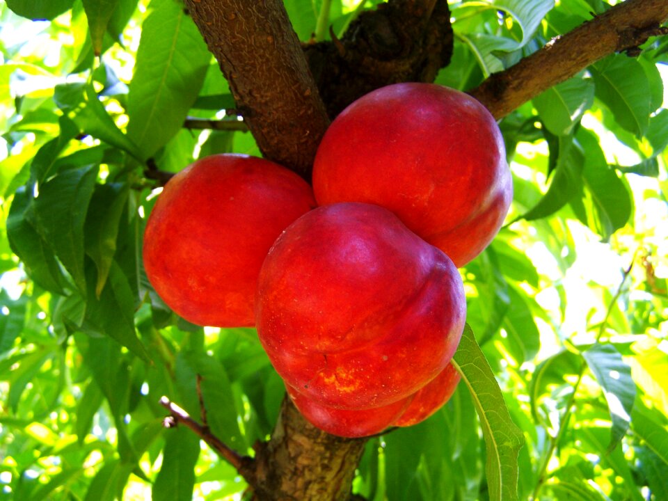 Red peach ripe fruit summer