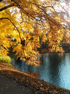 Tree autumn water