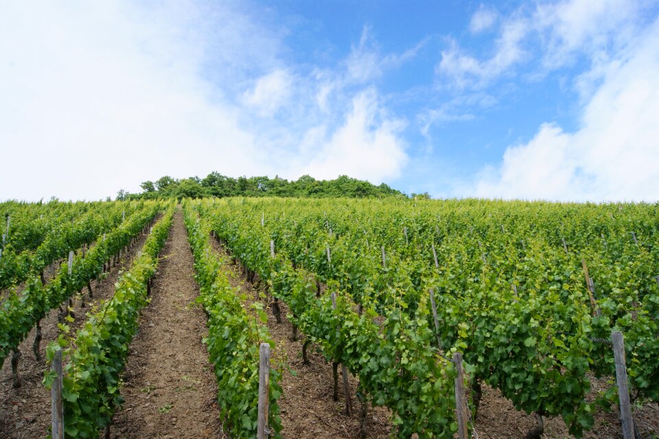 Vines vineyard vine