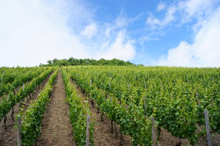 Vines vineyard vine