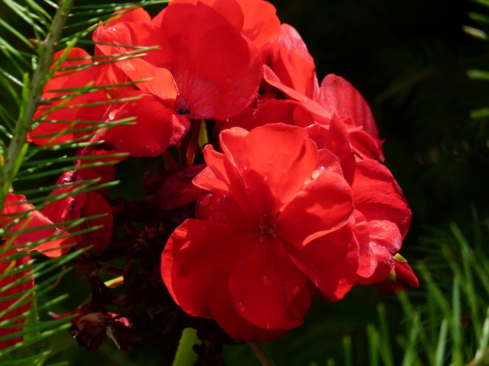 Nature floral blossom