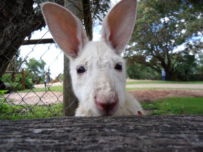Wildlife nature cute
