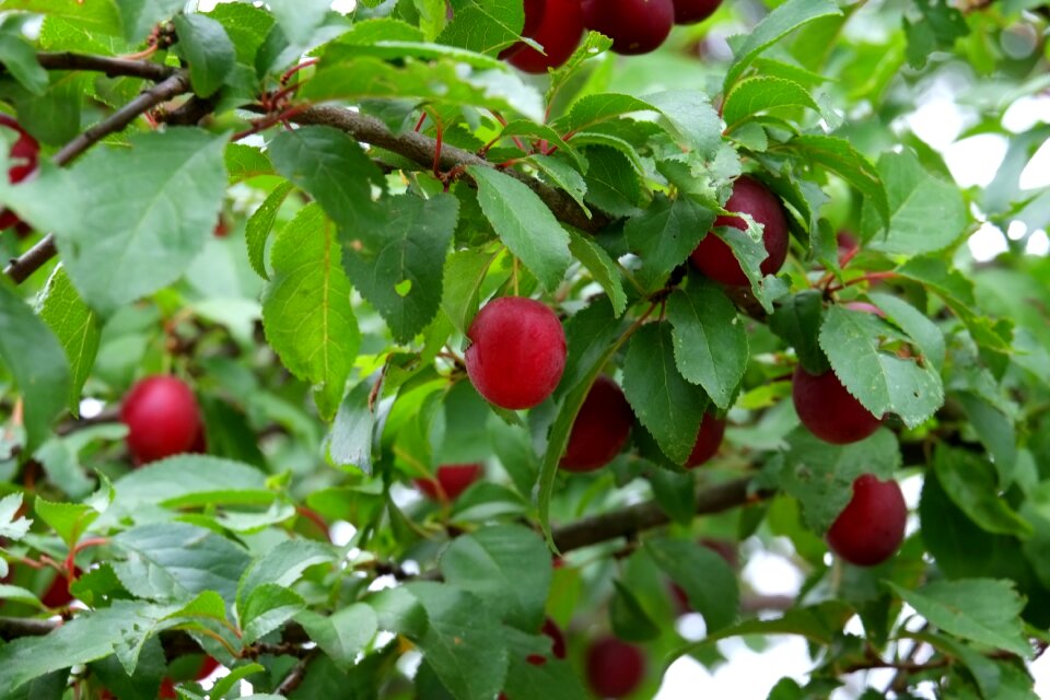 Delicious sweet food