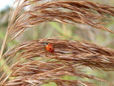 Ladybug insect grass