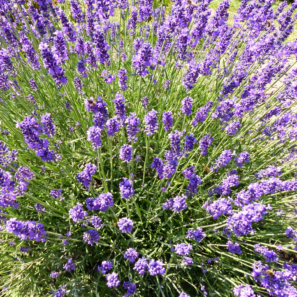 Lavender purple flowering