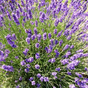 Lavender purple flowering photo