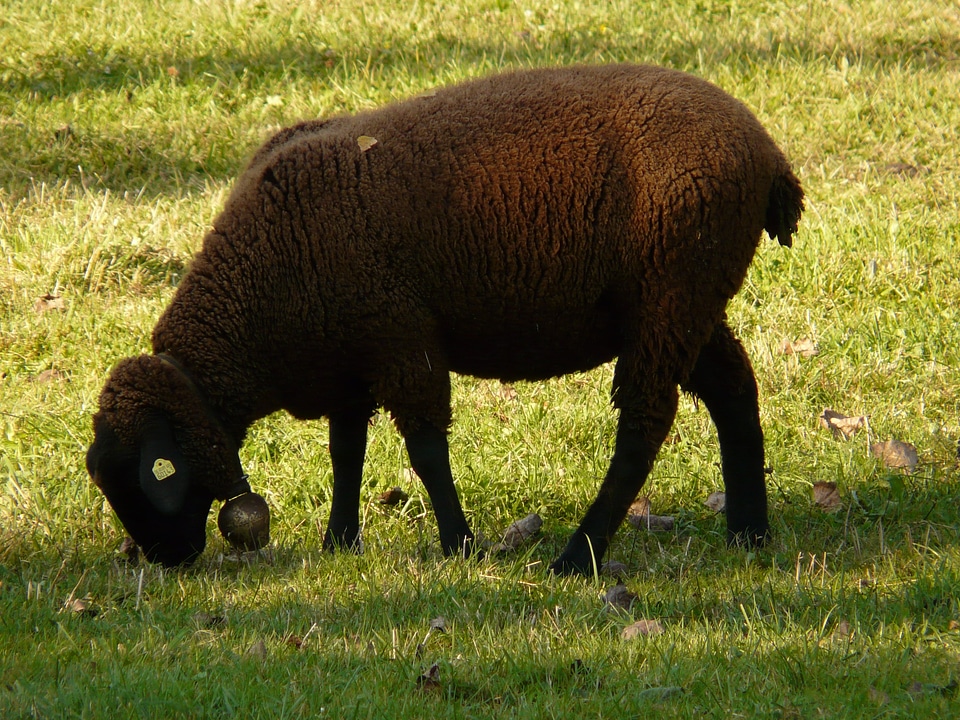 Elbe sheep breed of sheep meadow