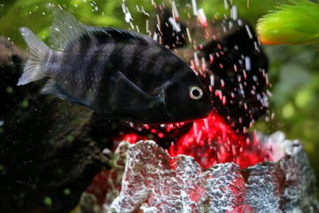 Freshwater fish water toy photo
