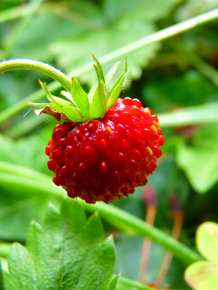 Berry ripe sweet