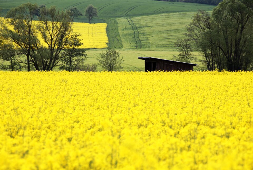 Landscape field of rapeseeds spring