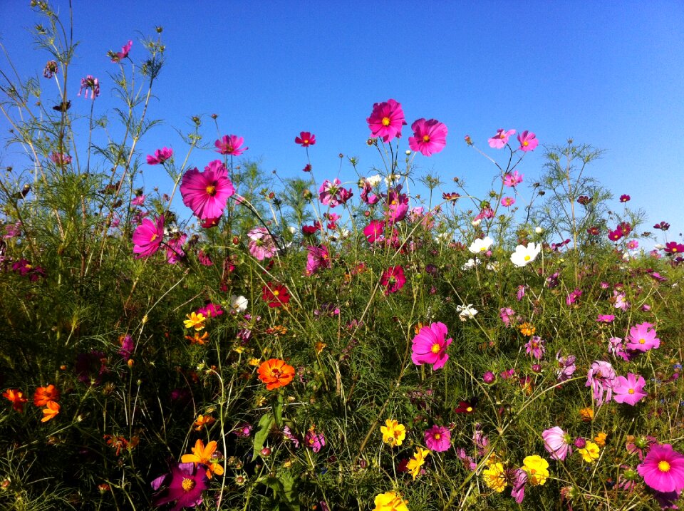 Summer summer flowers cosmos