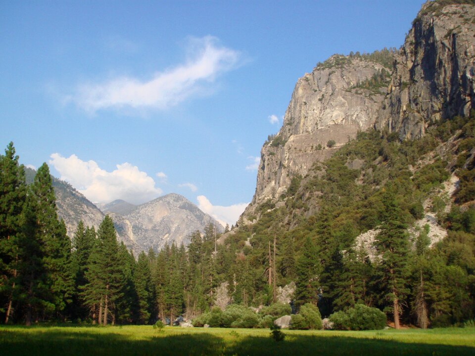 Meadow landscape