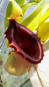 Jardin des plantes budapest pitcher