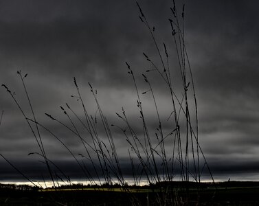Stormy twilight grass