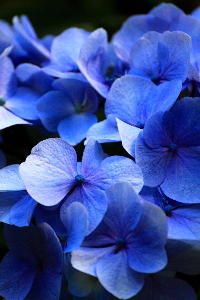 Hydrangea comfort aroma