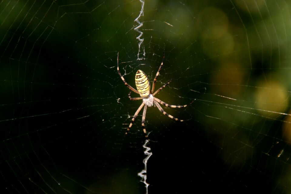 Spider spider web insecta