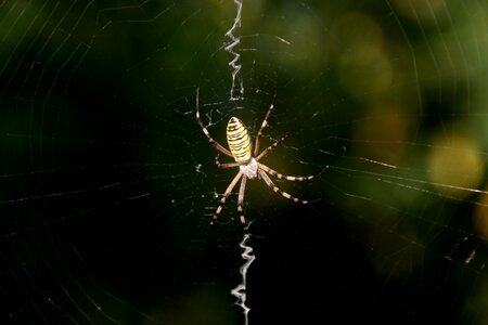 Spider spider web insecta photo