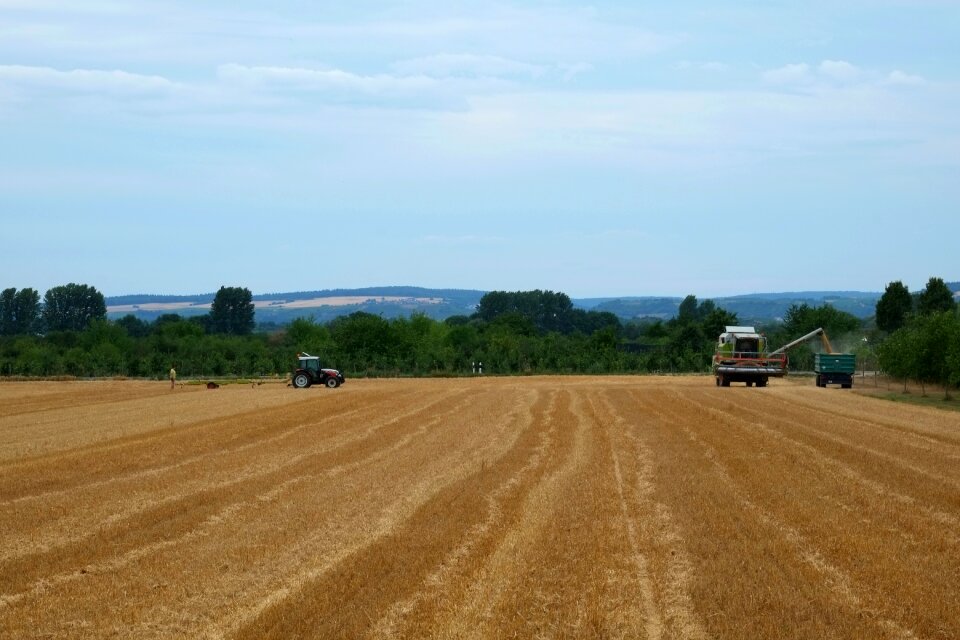 Cereals field crops arable