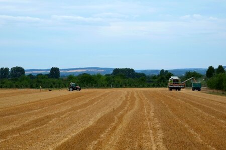 Cereals field crops arable photo