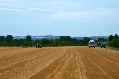 Cereals field crops arable