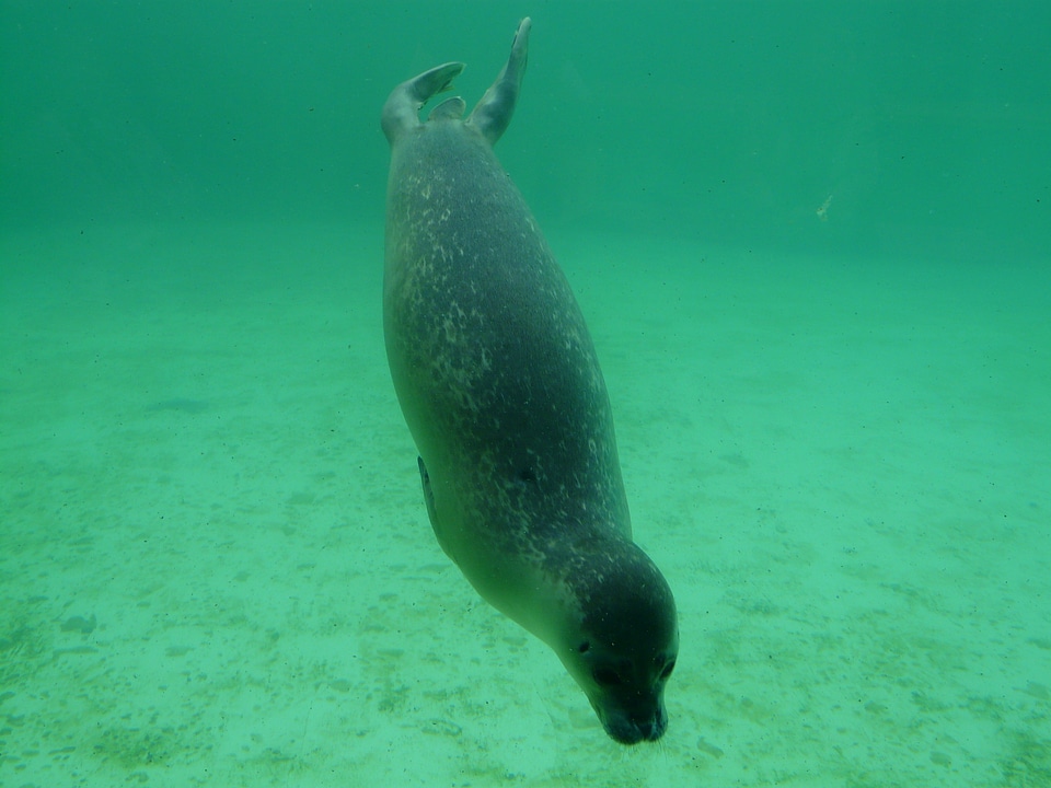 Aquarium seal station dog seal