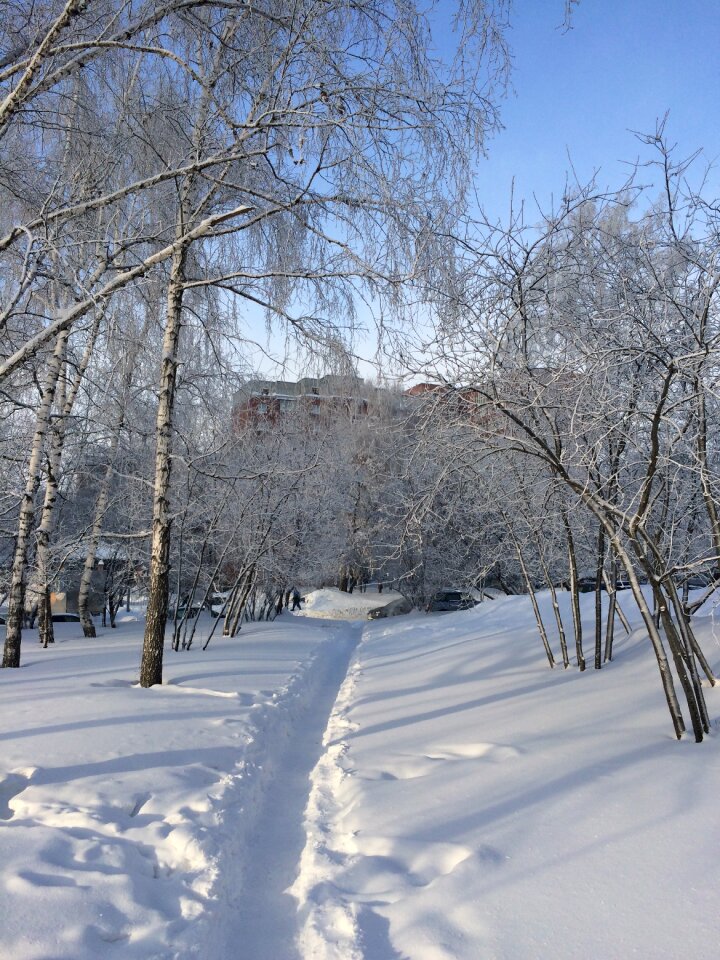 Winter path birch photo