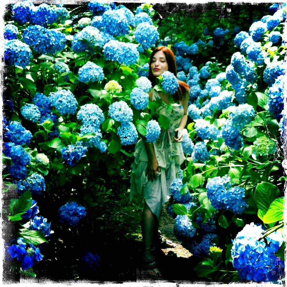 Beauty beautiful flower