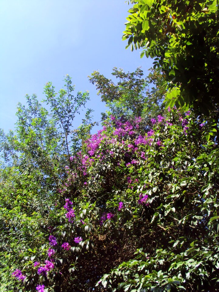 Plant nature garden