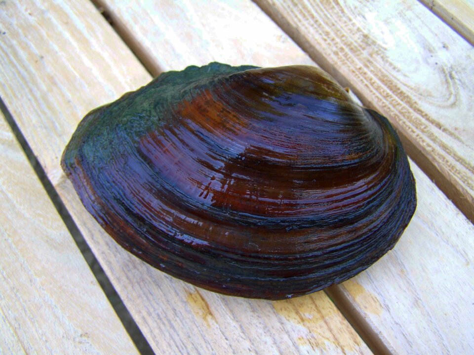 Shells freshwater mussels aquatic animal