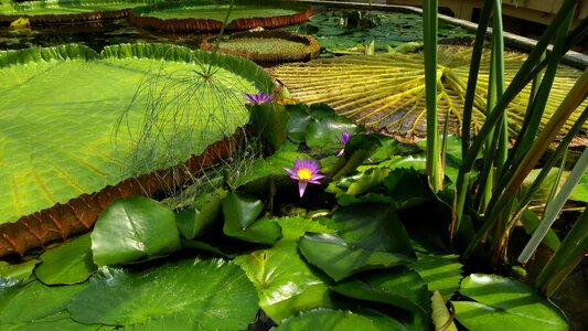 Flower jardin des plantes budapest
