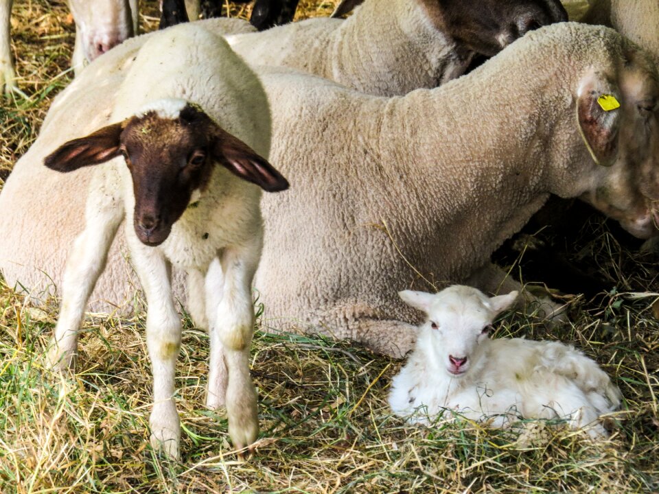 Birth wool pasture