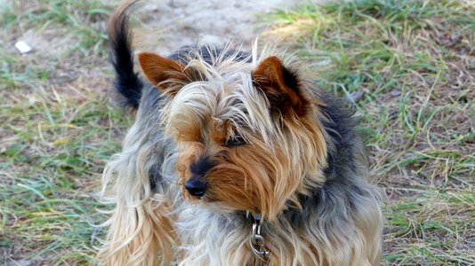 Domestic animal portrait cute