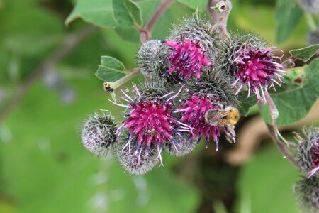 Insect macro flora animal photo