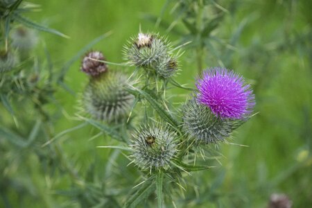 Thorn wild nature photo