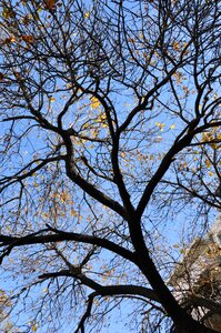 Trees sky branch