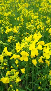 Rape sea of flowers yellow flower