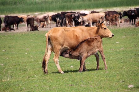 Nature animal calf